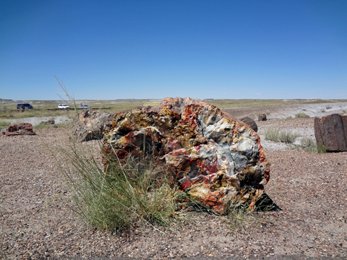 exquisitely colorful petrified log